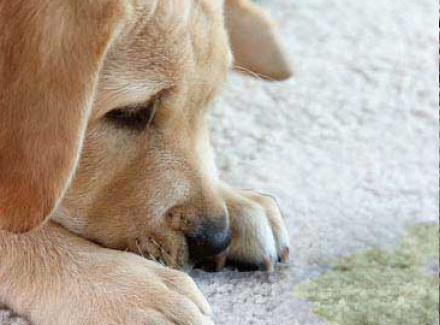 sad puppy looking at urine stain on carpet